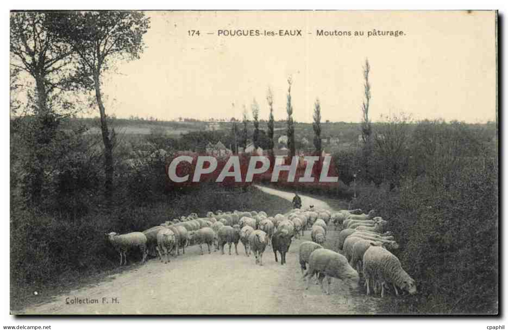 Pougues les Eaux - Moutons au Paturage - sheep - CPA