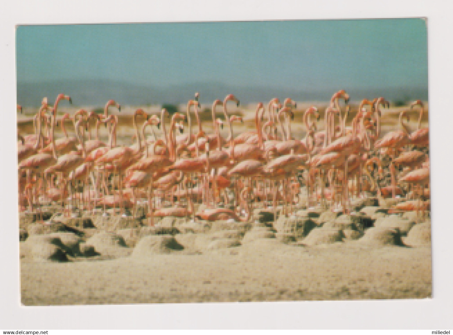 PR223 - ANTILLES - Bonaire - Flamingo Island