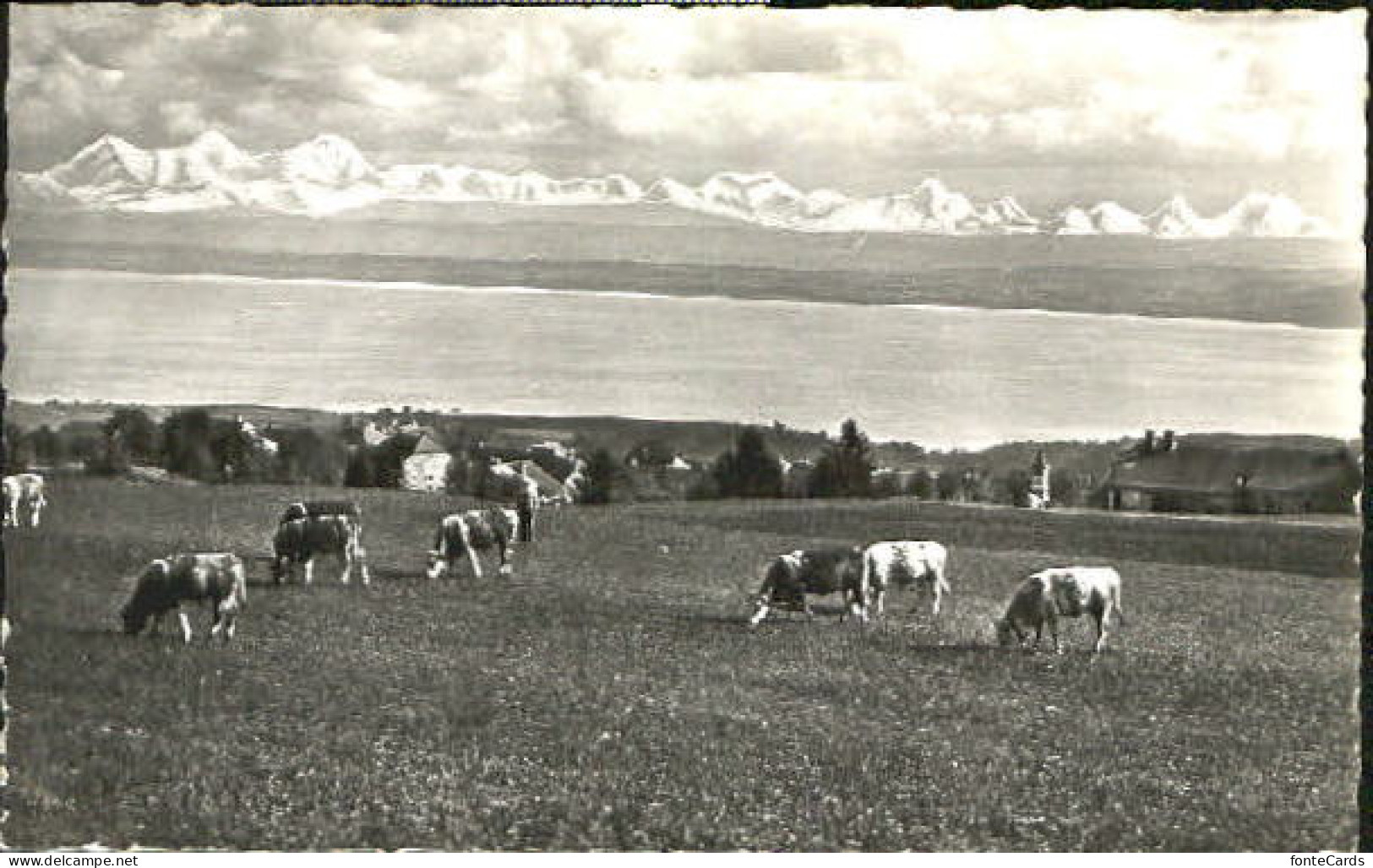Provence-Mutrux Provence Lac de Neuchatel x 1963