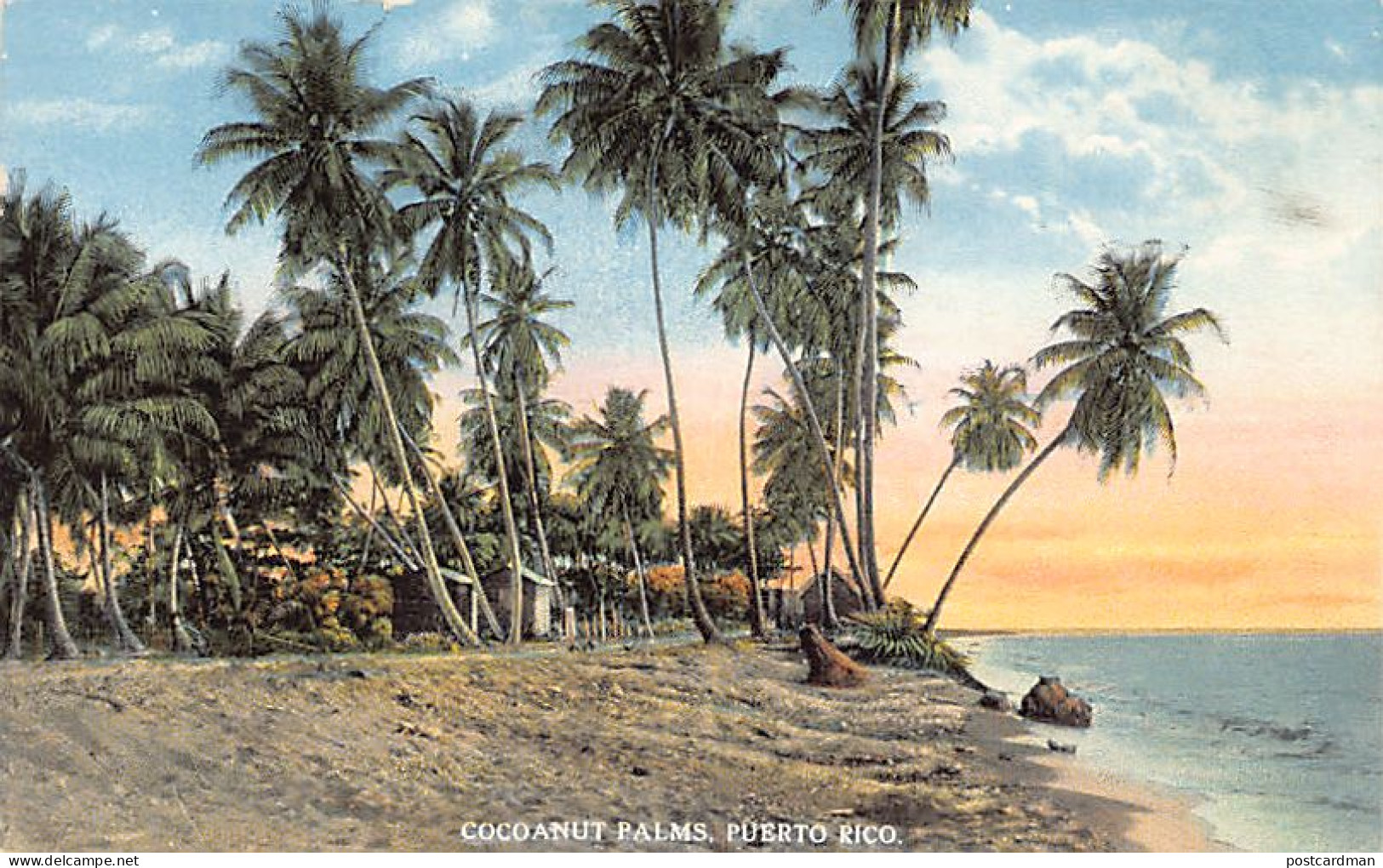 Puerto Rico - Cocoanut Palms - Publ. Carbia Bros.