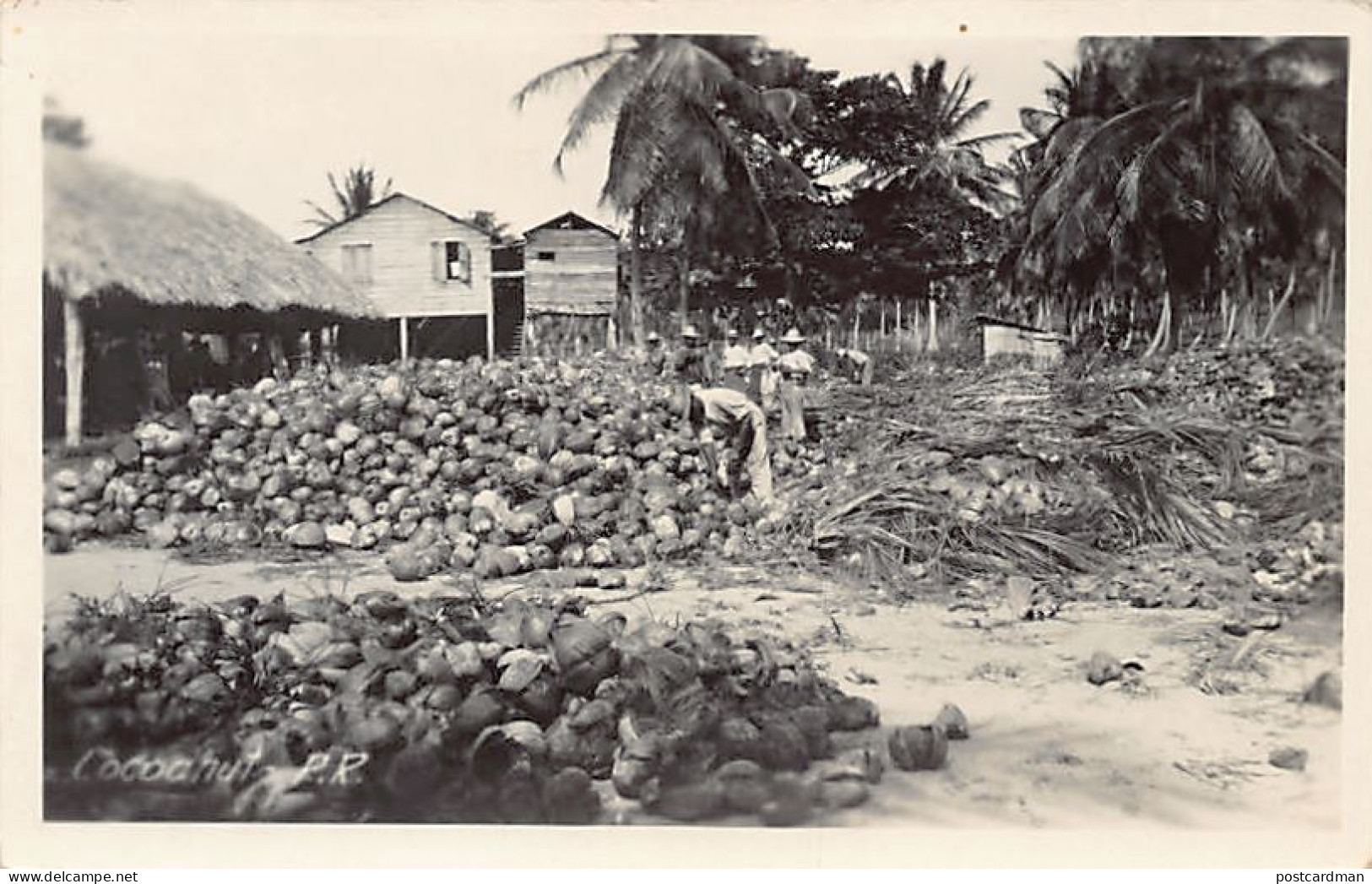 Puerto Rico - Cocoanut - REAL PHOTO - Publ. unknown