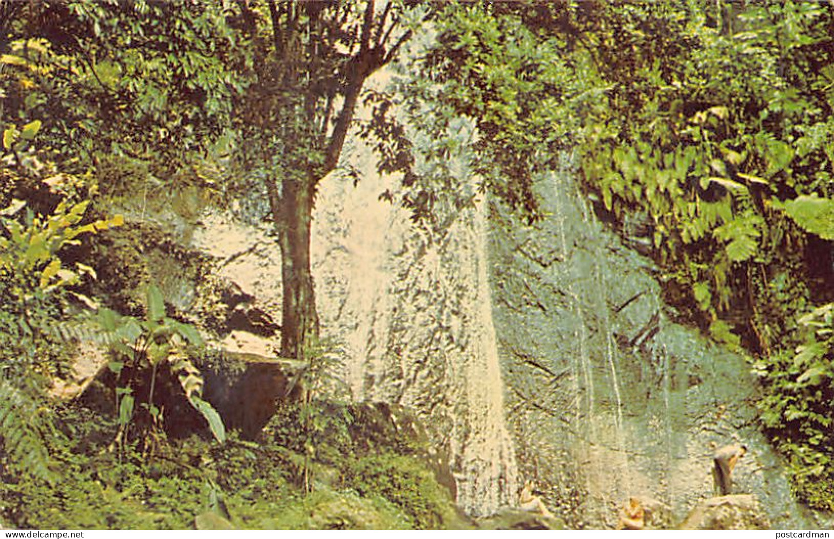 Puerto Rico - Rain Forest - Publ. Cunard Line