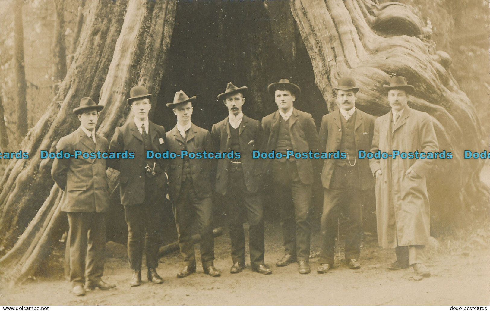 R007917 Old Postcard. Mens near the Large Tree