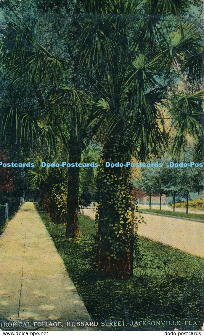 R015381 Tropical Foliage Hubbard Street Jacksonville Fla