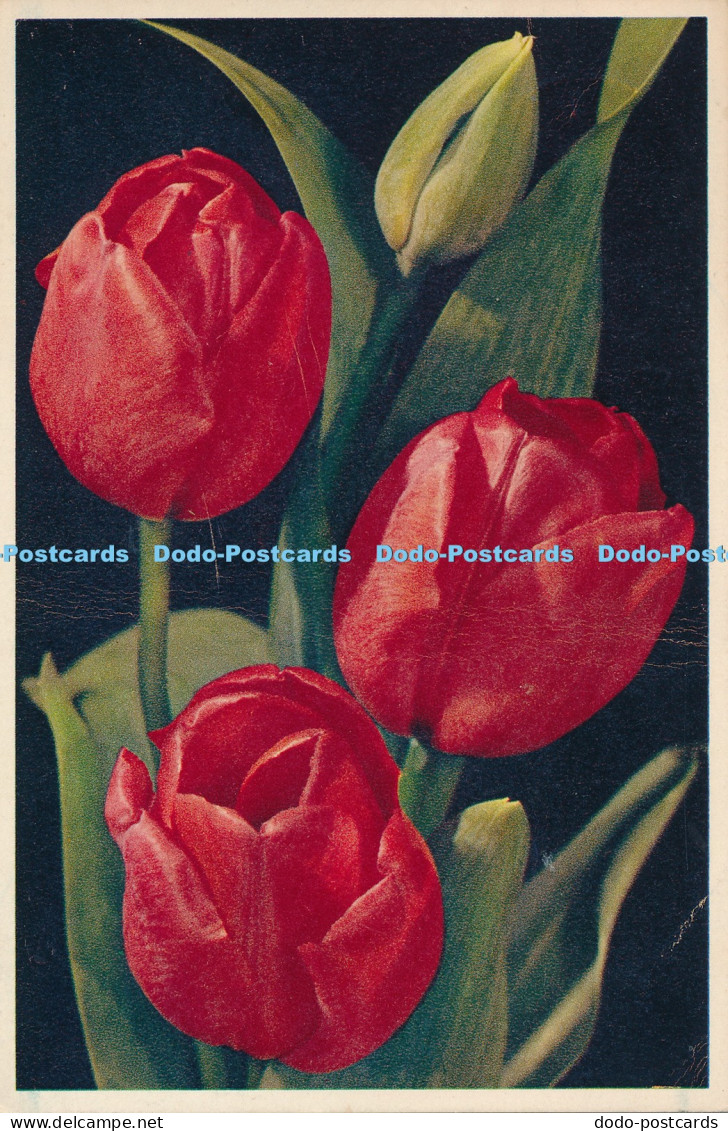 R025626 Darwin Tulip William Pitt Arthur Dixon