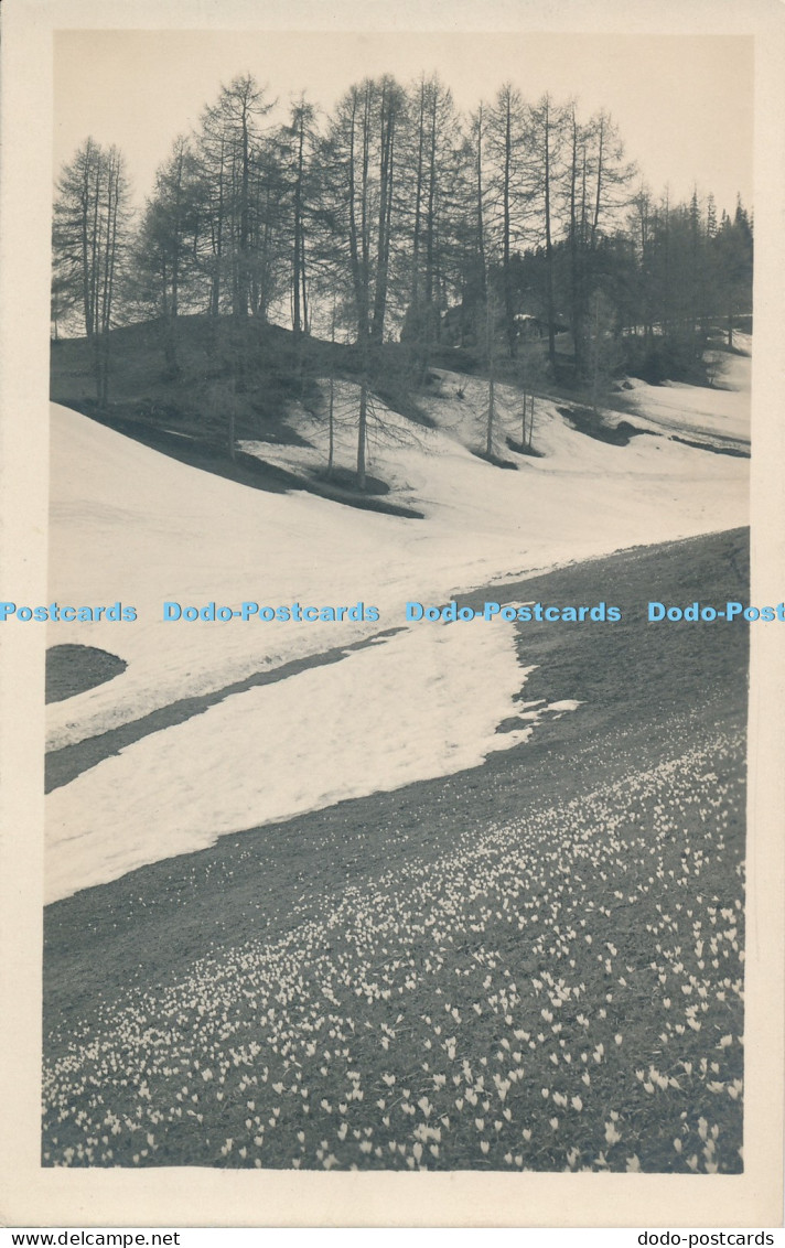 R027611 Davos Erste Fruhlingsboten Schmidt and Casper No 317