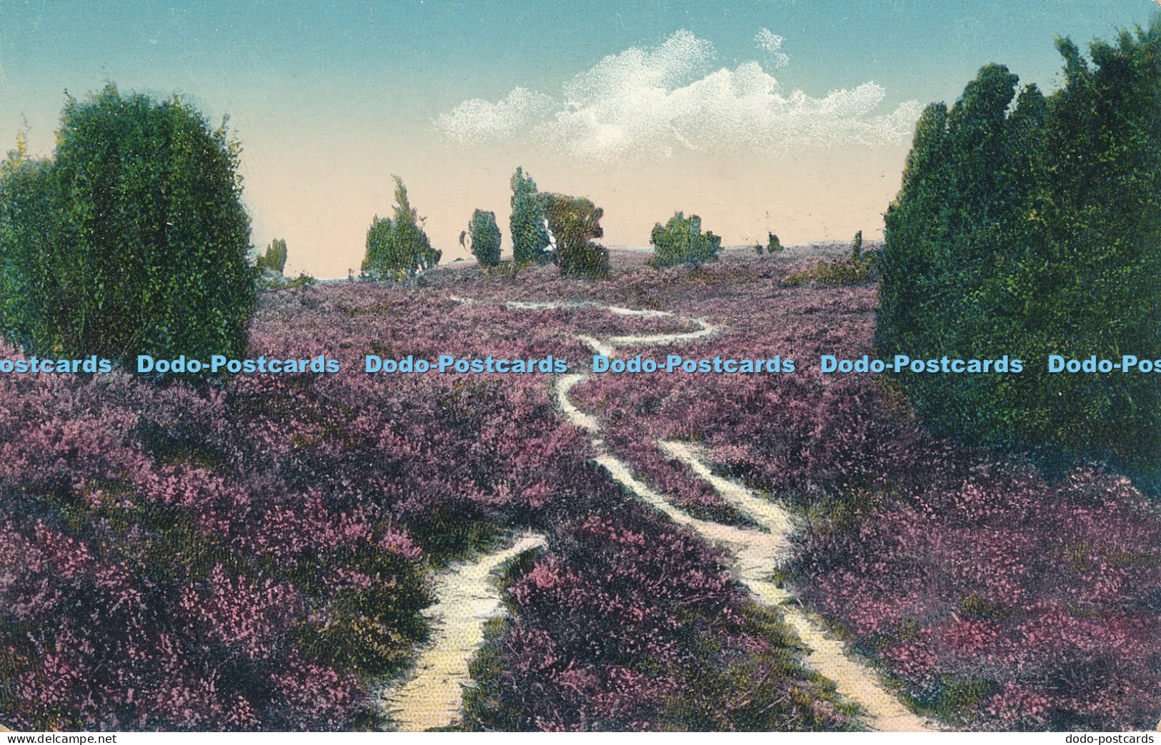 R030084 Luneburger Heide Im Totenfrund