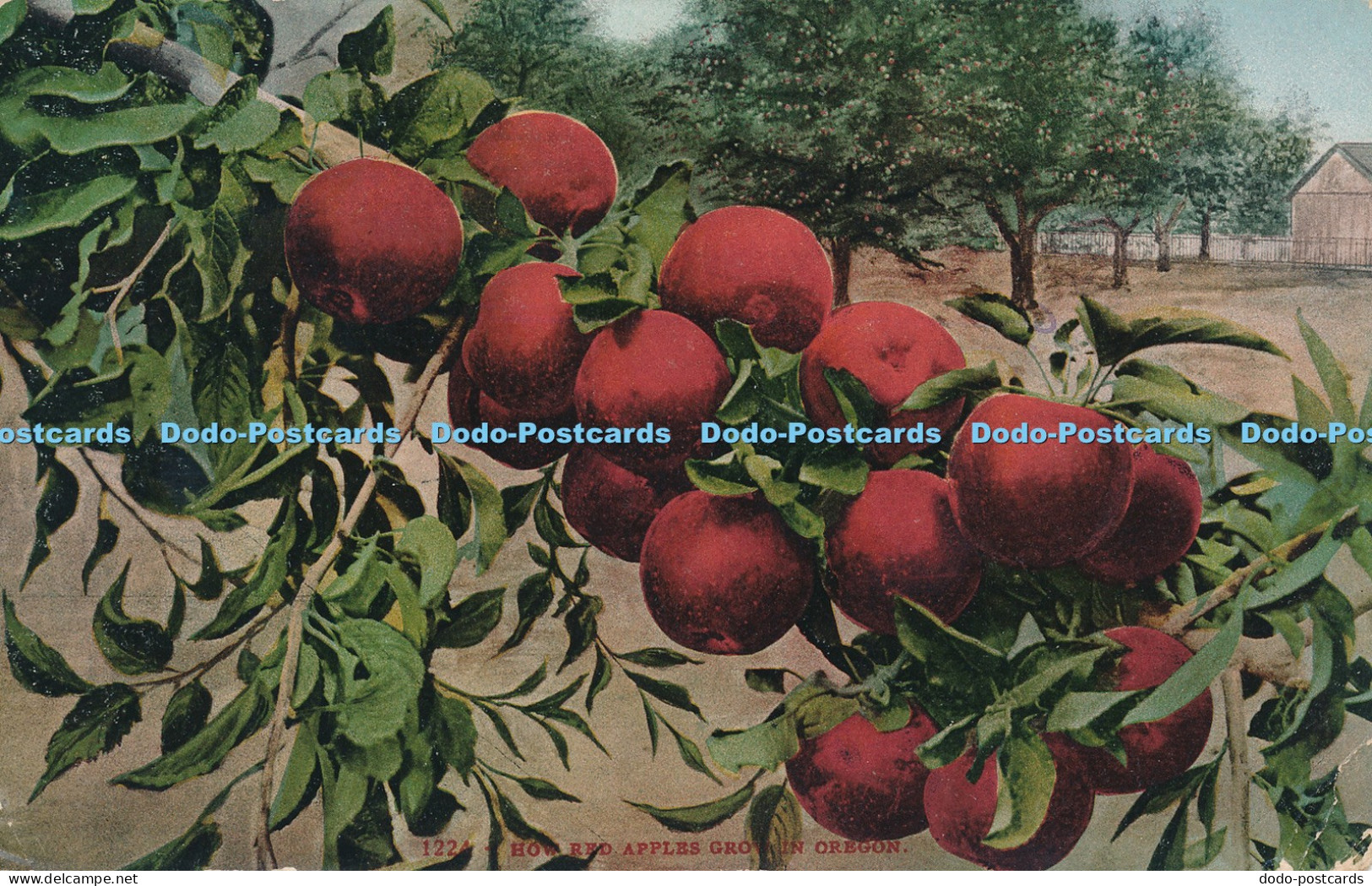 R034322 How Red Apples Grow in Oregon 1976