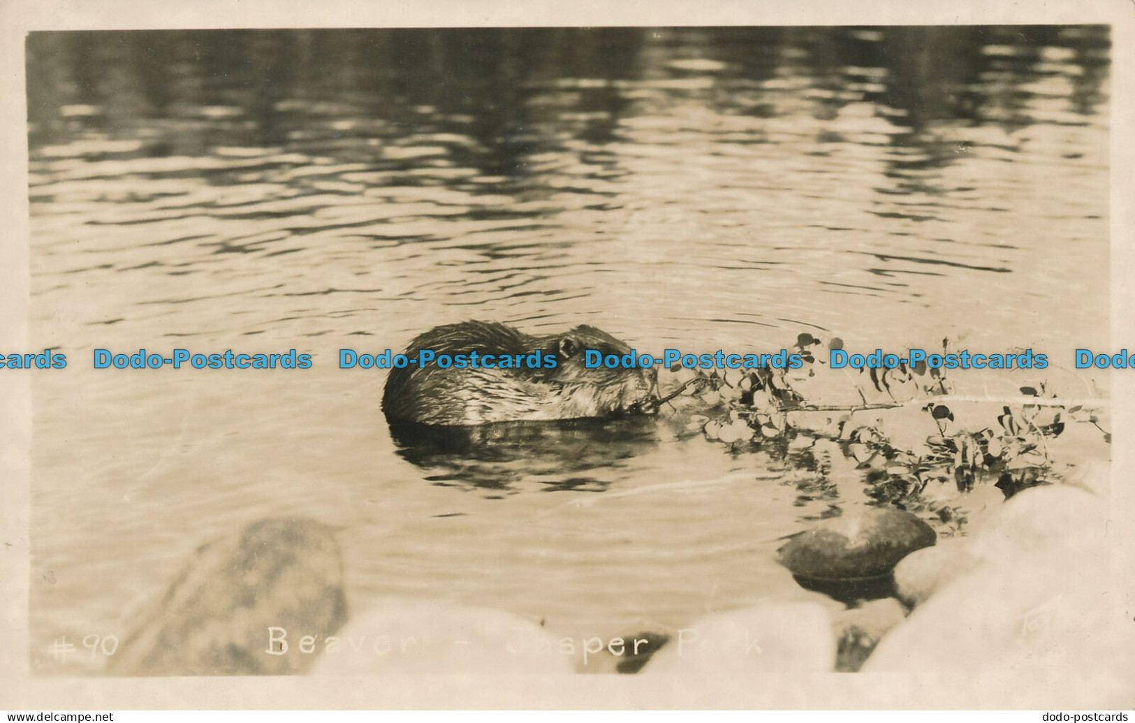 R050807 Beaver. Jasper Peak. G. Morris Taylor