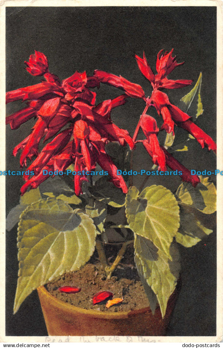 R053417 Salvia Splendens Sella. Sauge. Gyger. J. Burrow