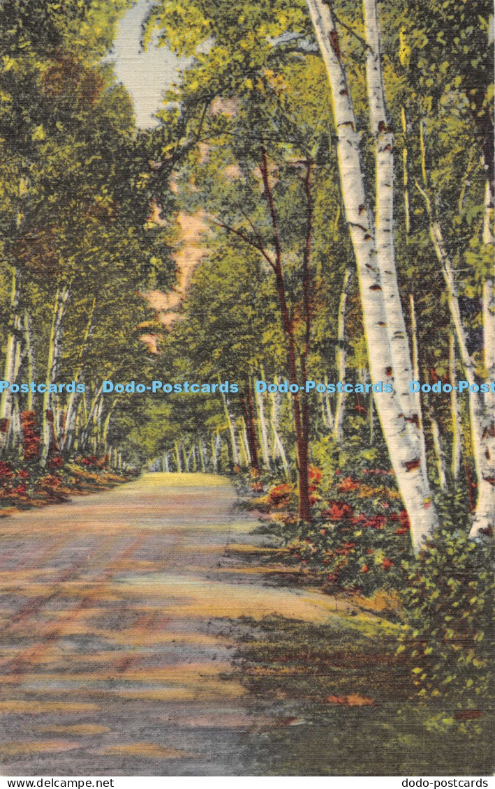 R054469 Birch Road White Mountains New Hampshire Bisbee