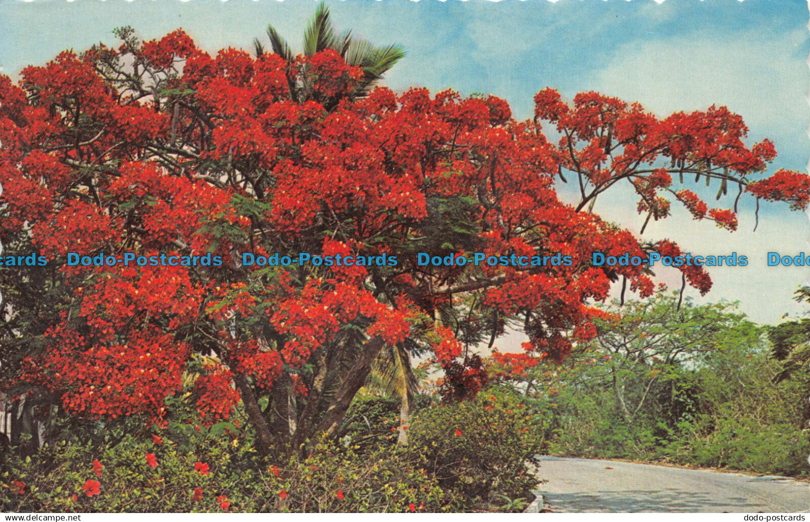 R157491 The Bahama Islands. Larry Witt. Dexter