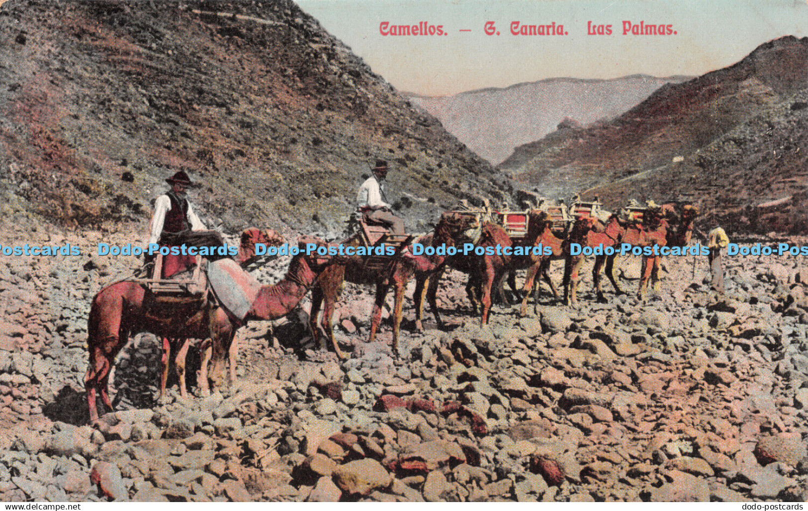 R257383 Camellos G Canaria Las Palmas