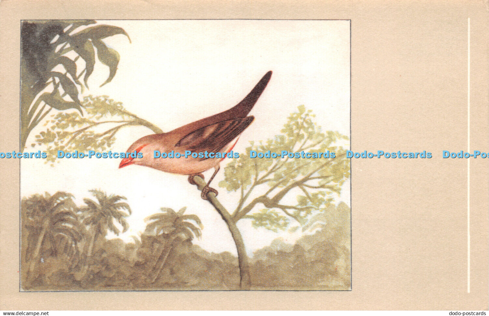 R259857 Red Eared Waxbill N V P Sluis Birdfood Weesp Holland No 20