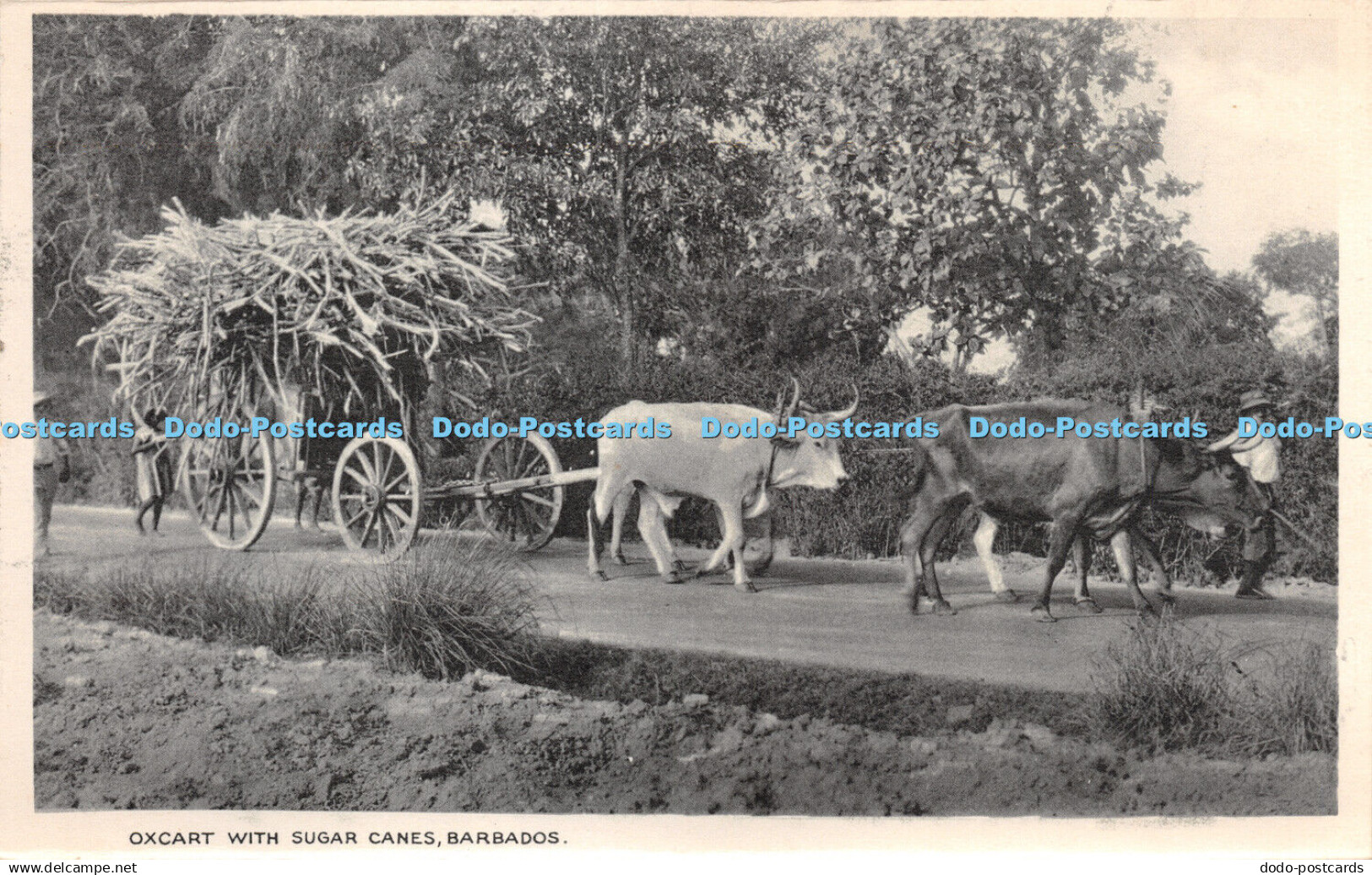 R266717 Oxcart With Sugar Canes Barbados Printed By Bruce Weatherhead Barbados P