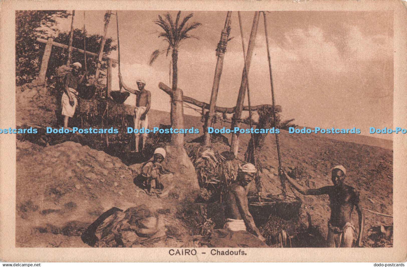 R295734 Cairo Chadoufs Serie 586 The Cairo Postcard Trust