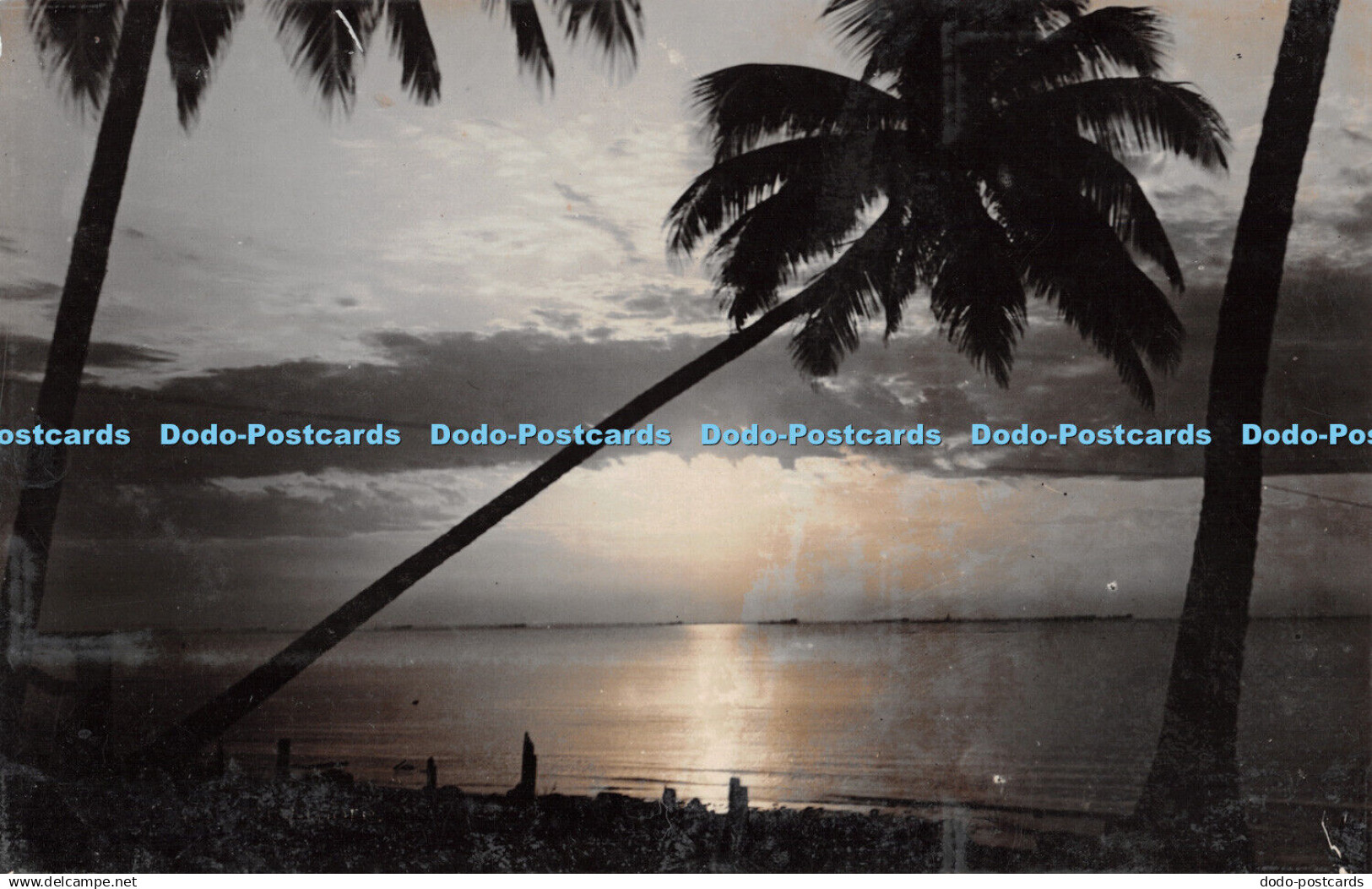 R298454 Sea Beach Palm View