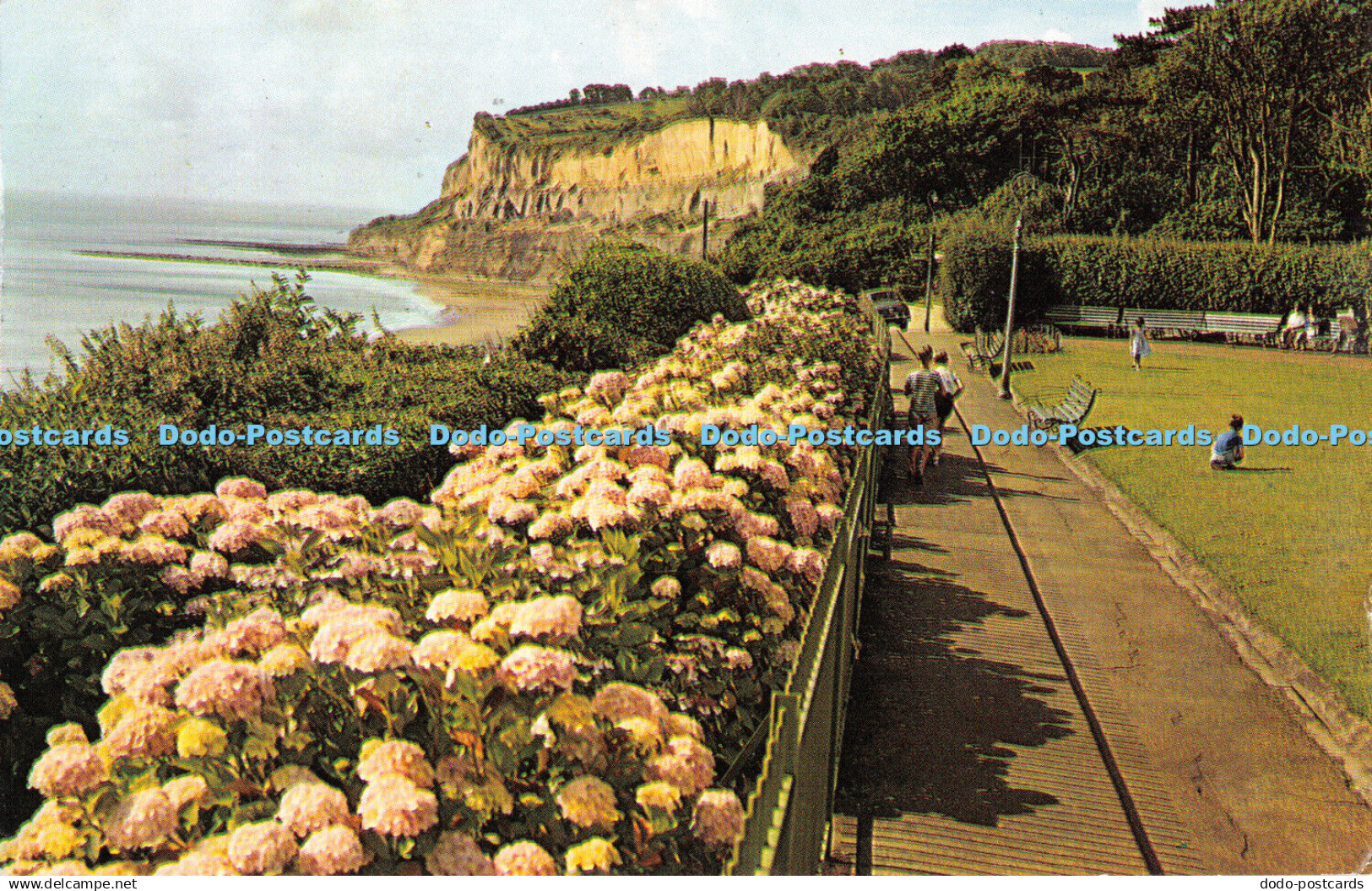 R318867 The Hydrangeas Keats Green and Shanklin Head Shanklin I O W Plastichrome