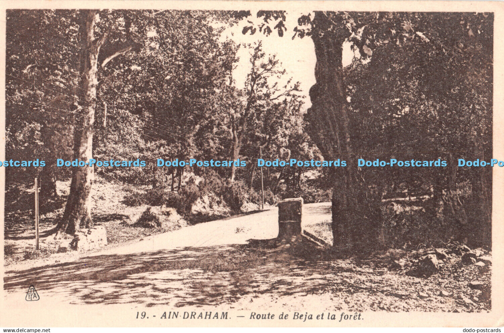 R346054 Ain Draham Route de Beja et la foret Photo Africaines