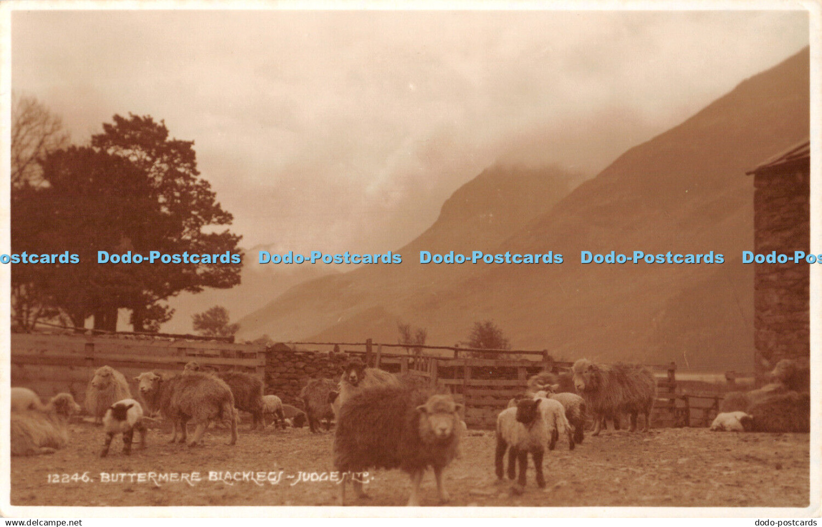 R467732 Buttermere Blacklegs Judges 12246