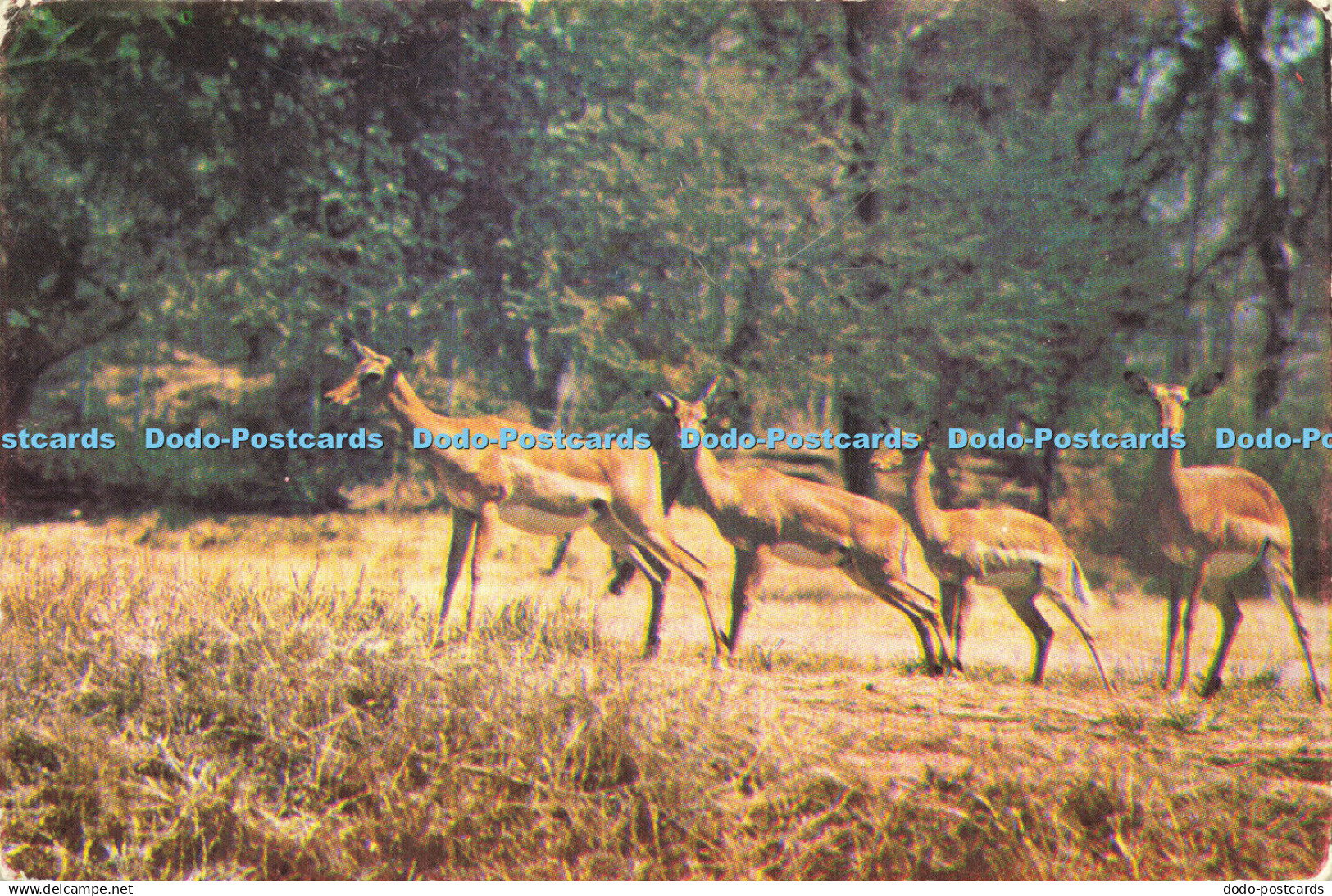 R621620 Agile Impala Zambia Unity Press Eagle travel