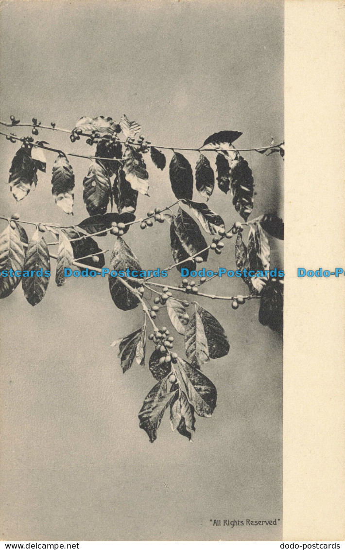 R649878 Leaves. Muir Marshall. No. 34. Coffee