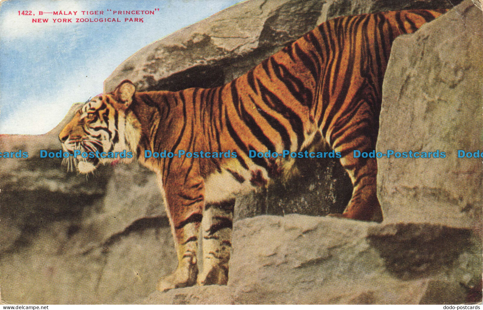 R651835 New York Zoological Park. Malay Tiger. Princeton. New York Zoological So