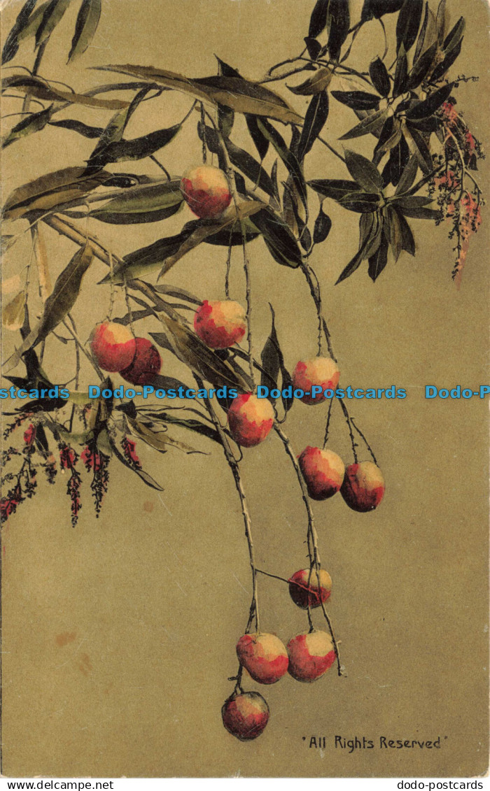 R656402 Trinidad. Mango. Muir. Marshall. No. 22