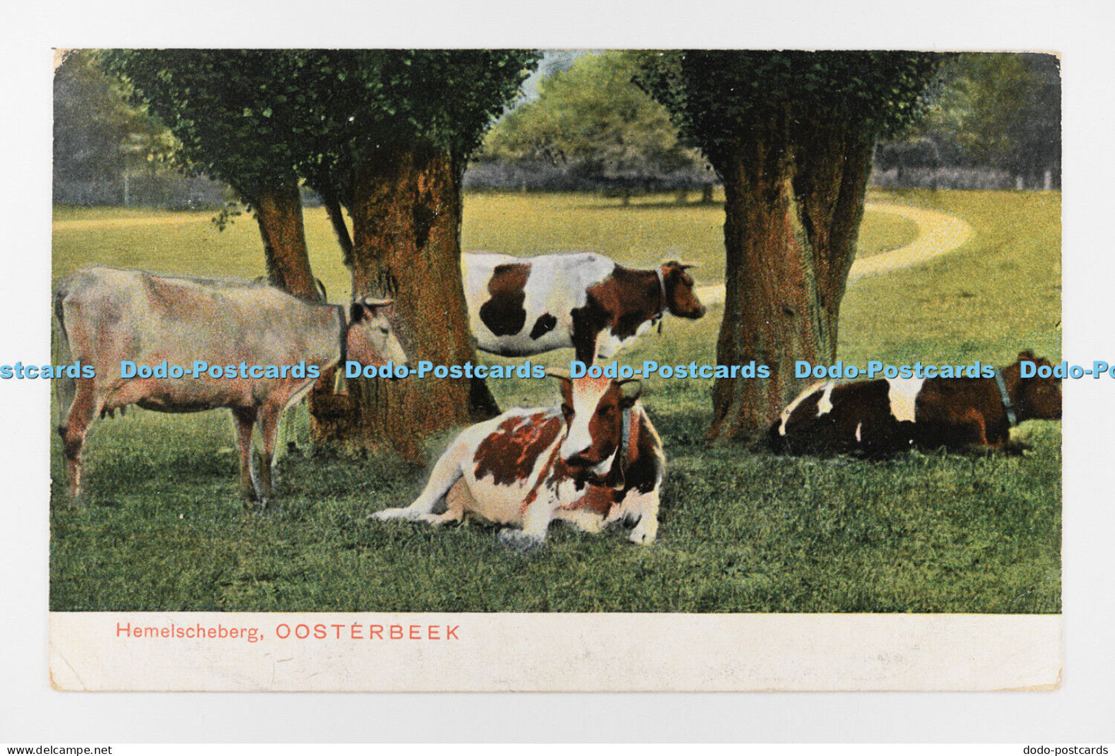 R707018 Hemelscheberg. Oosterbeek. Cows. 1904