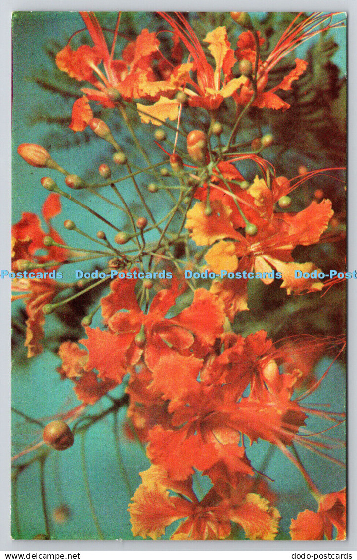 R739790 W I Barbados Pride of Barbados C L Pitt Letchworth Press