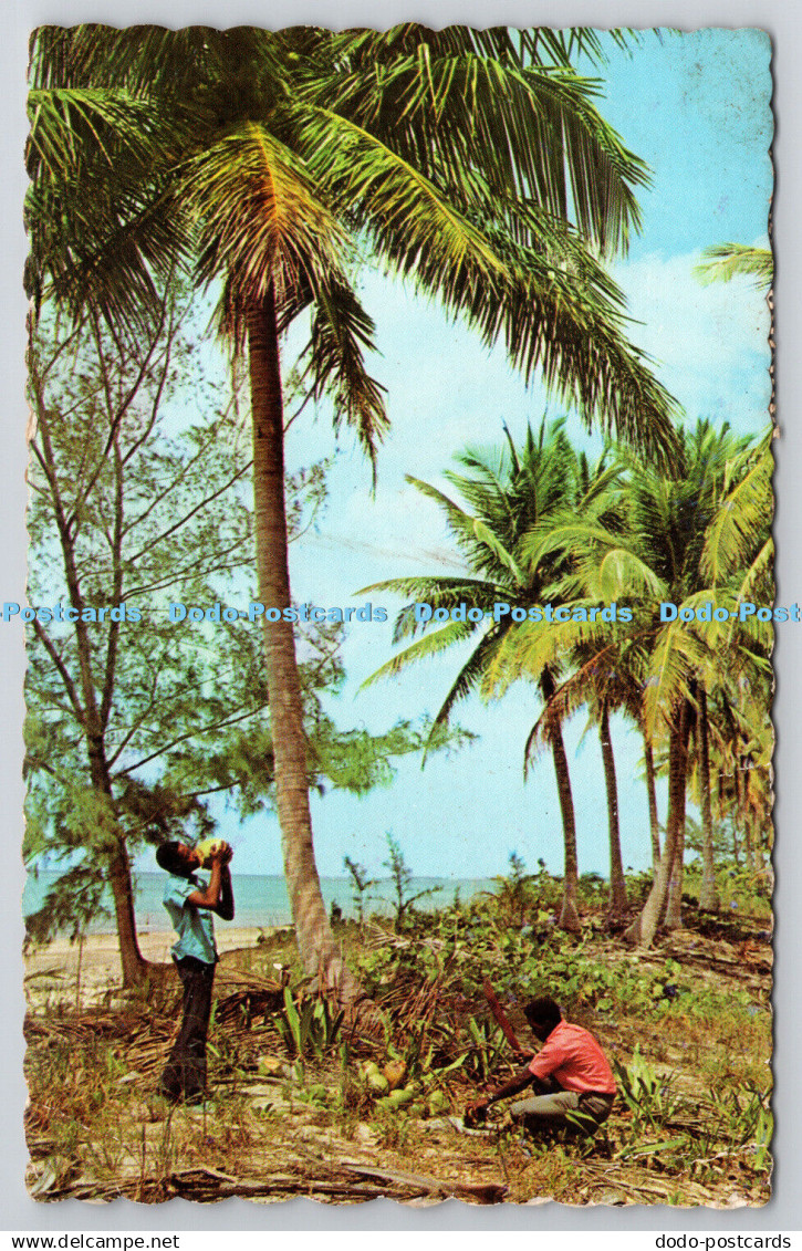 R742768 The Bahama Islands Tropical Refreshments in a Coconut Grove Bahamian New