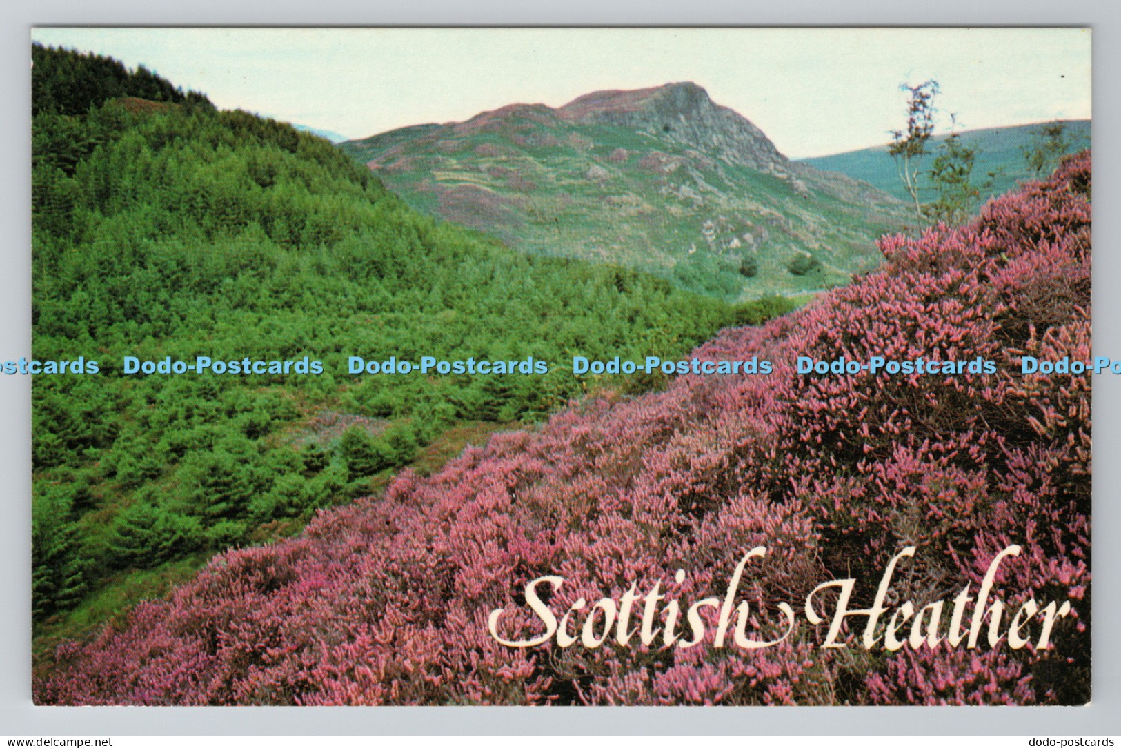 R781550 Scottish Heather Photo Precision St Ives Huntington Cambs Colourmaster I