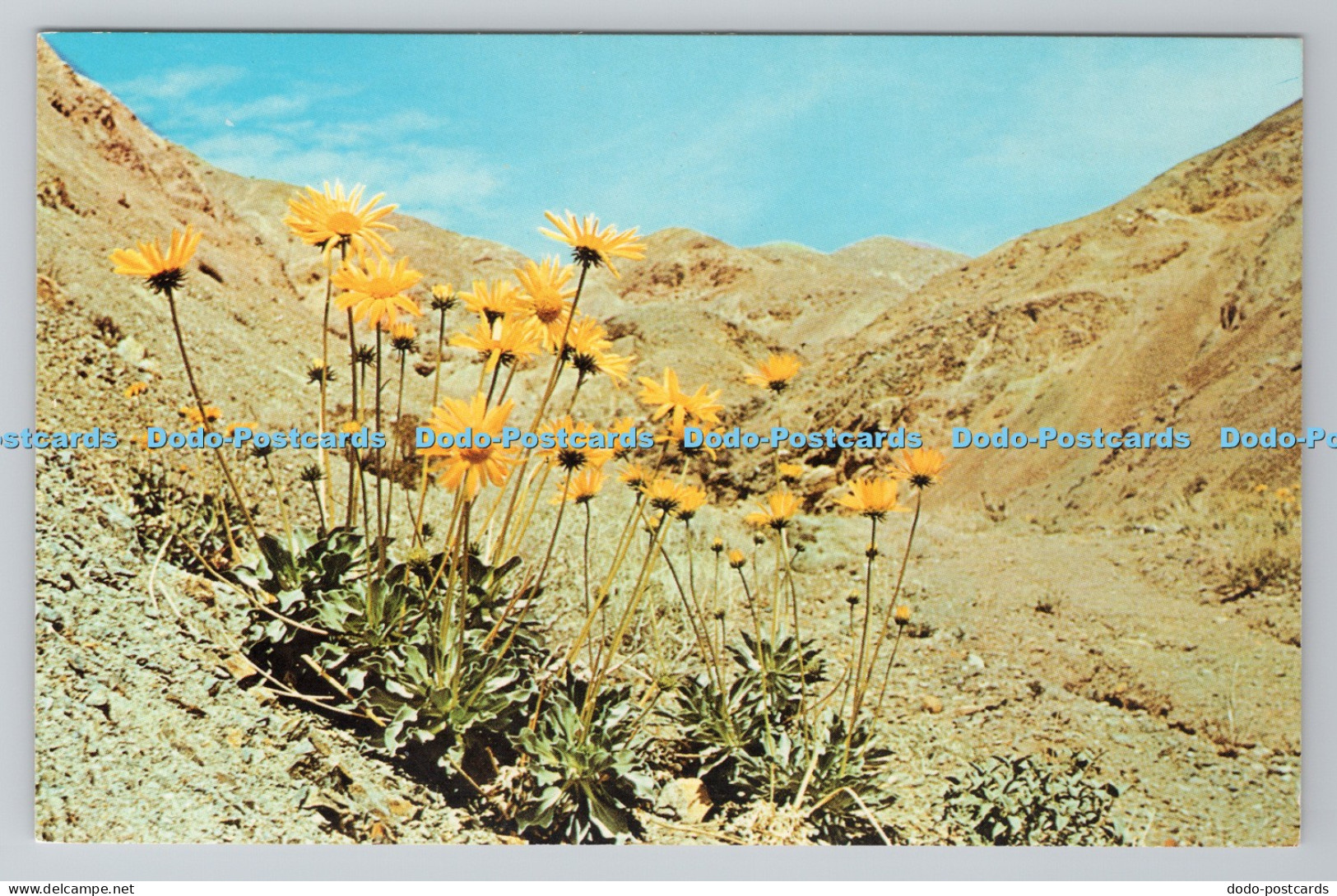 R781674 Panamint Daisy is one of the 22 Endemic Plants of Death Valley Death Val