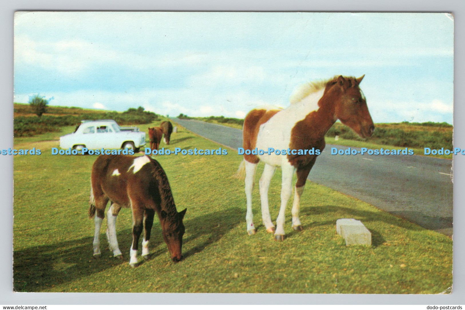 R782307 New Forest Ponies Printed in Great Britain PM Gosport 1966