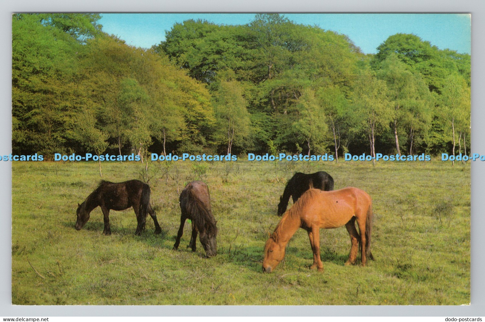 R782606 New Forest Ponies Printed in Great Britain