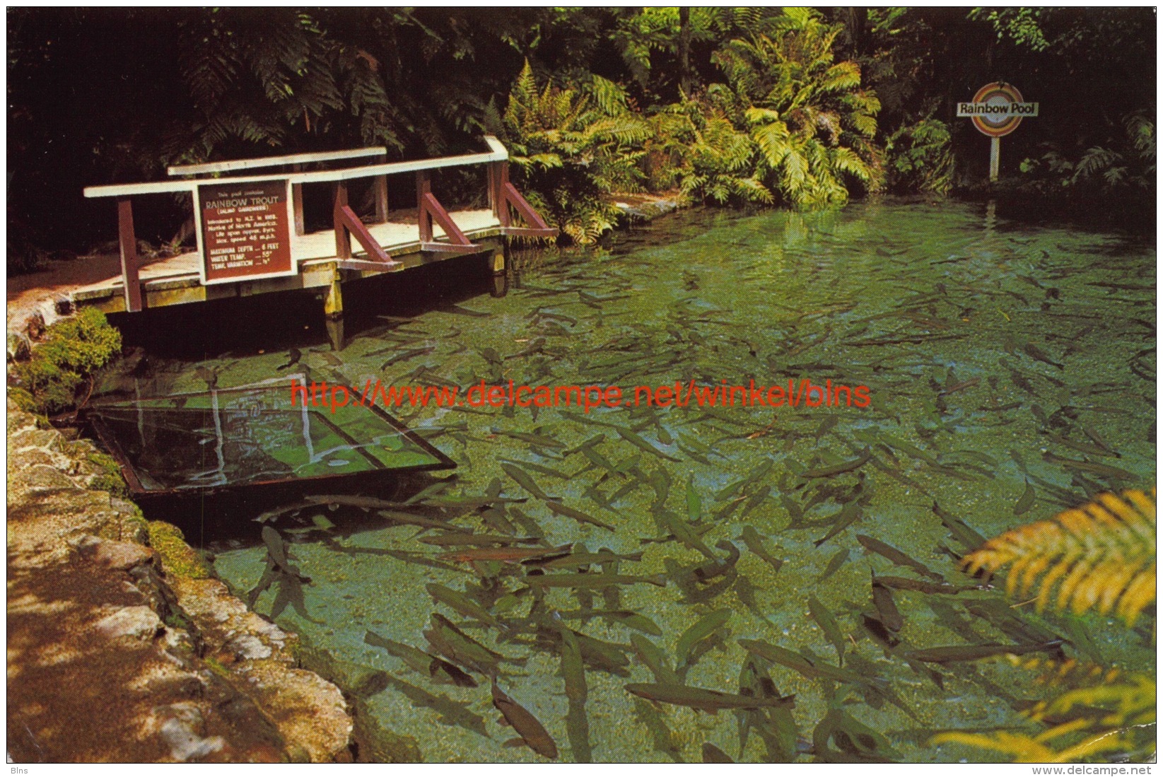 Rainbow pool - Rainbow Springs - Rotorua - New Zealand