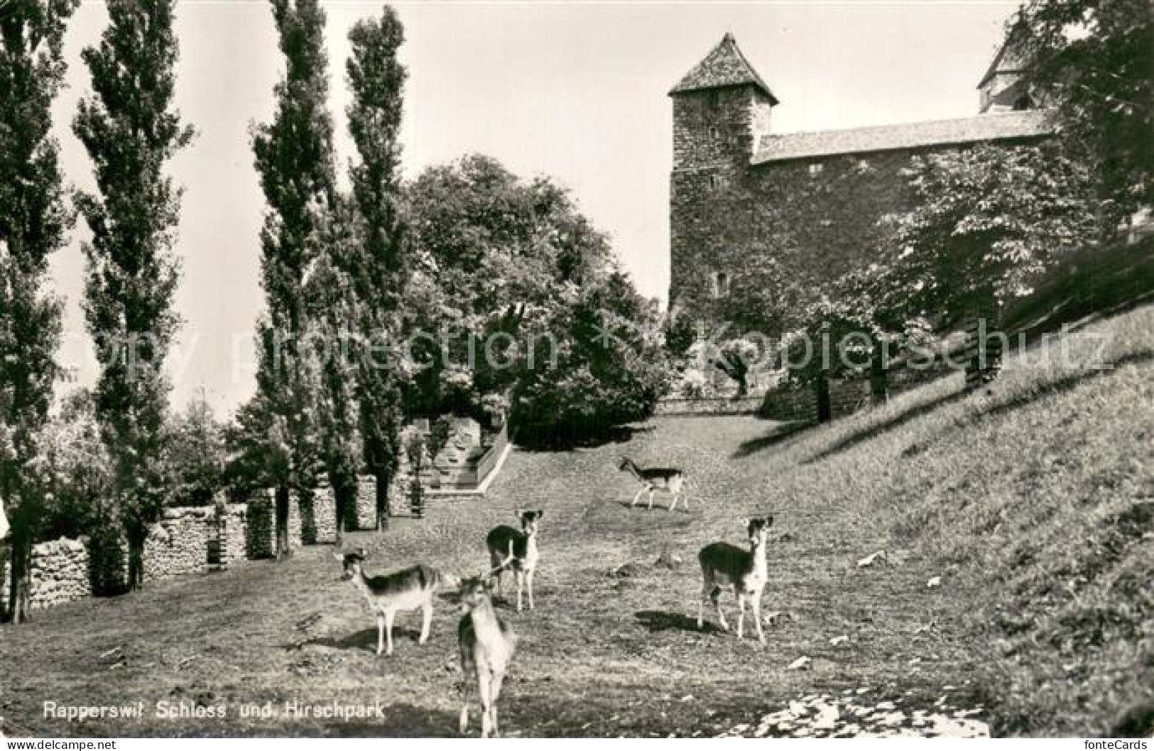 Rapperswil -Jona SG Schloss und Hirschpark