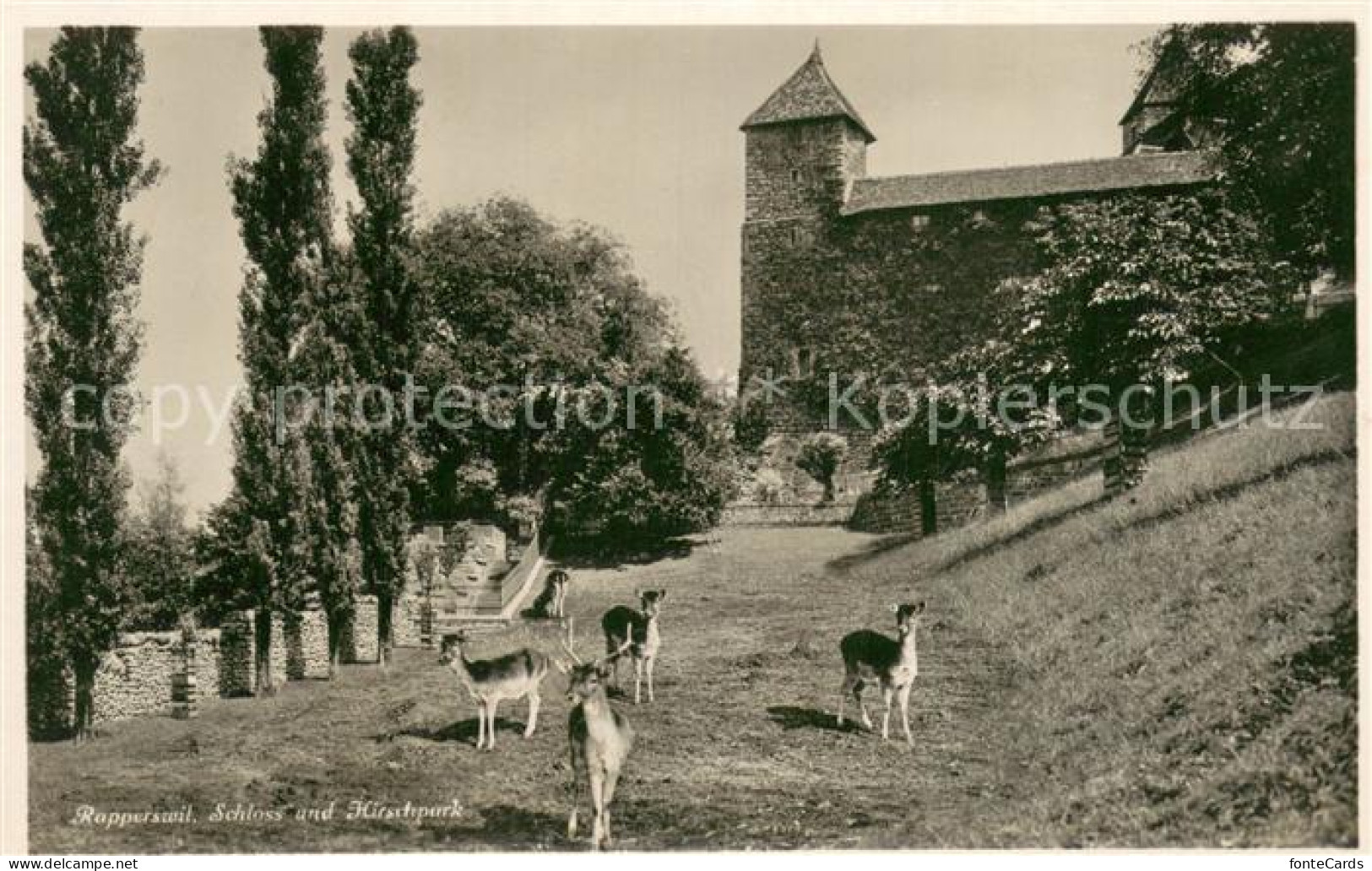 Rapperswil -Jona SG Schloss und Hirschpark
