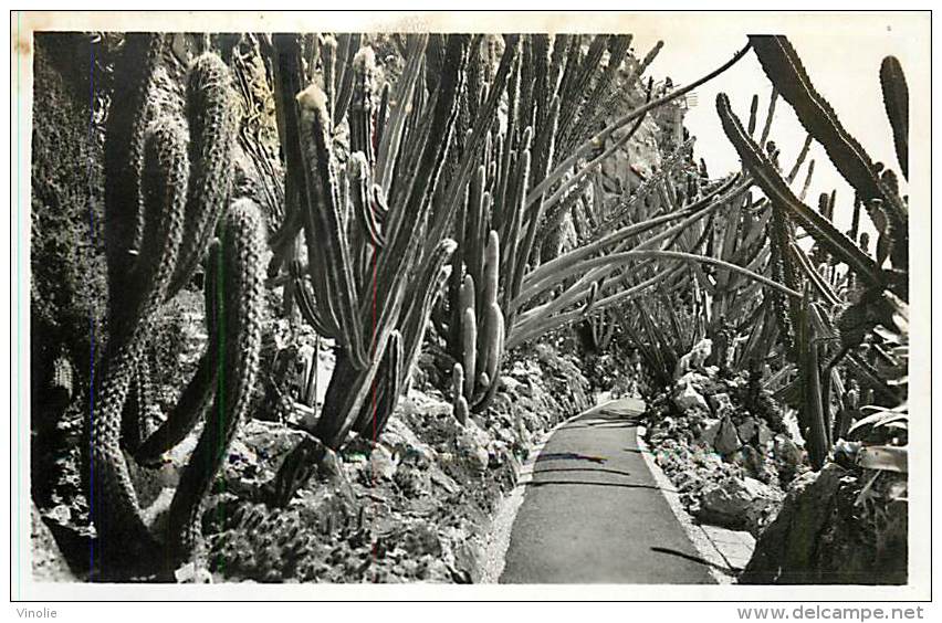 réf : AAE-2-14-1111 :  Monaco cactées