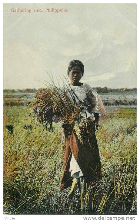 : réf : L-12-2071  :   Philippines Gathering rice