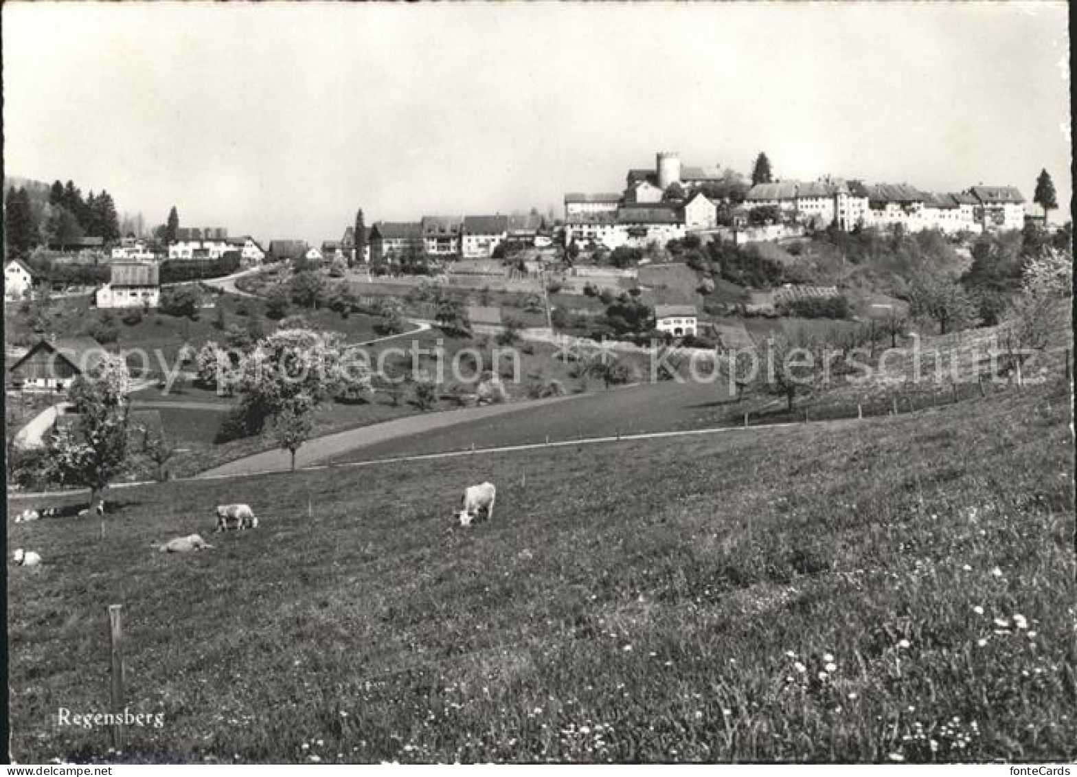 Regensberg Dielsdorf