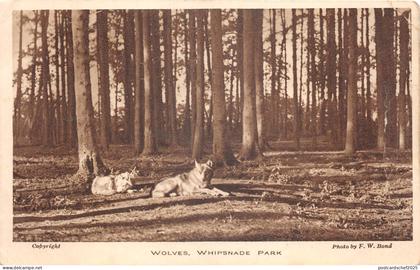 lot400 wolves whipsnade park Dunstable Bedfordshire  uk