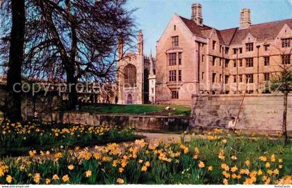 Cambridge Cambridgeshire Daffodil Time