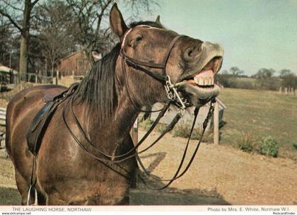 Northaw Laughing Horse Hertfordshire Postcard