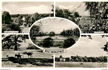 Richmond upon Thames Landscape Richmond Hill Bridge River Thames Deer in Richmon