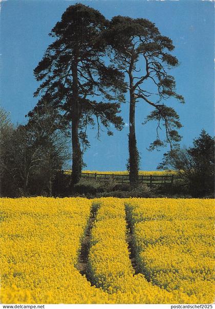 uk35493  landscape plymouth uk lot uk 1