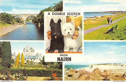 B103966 a double scotch from nairn dog    scotland