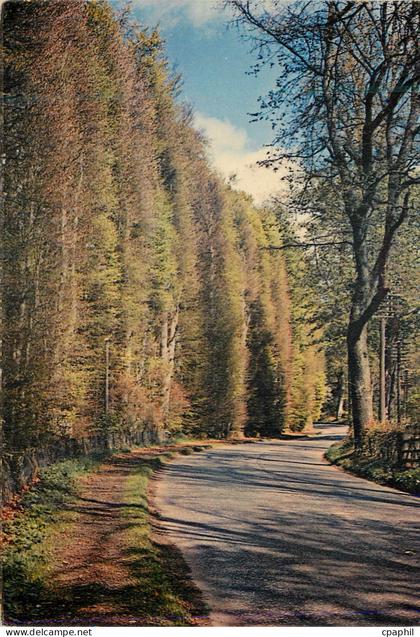 CPM The Beech Hedge Meikleour near Blairgowrie Perthshire Scotland