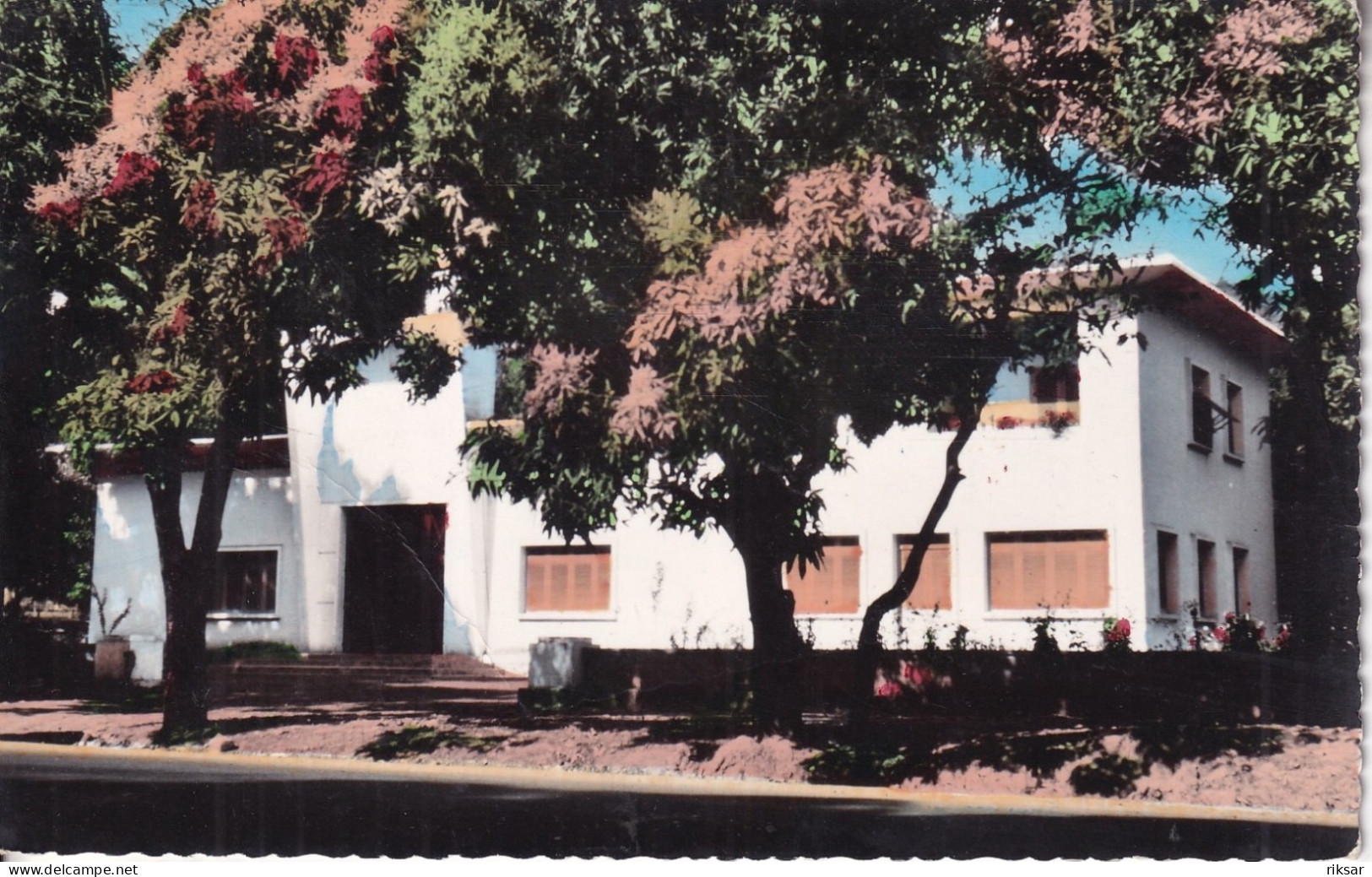 REPUBLIQUE CENTRAFRICAINE(BANGUI) ARBRE