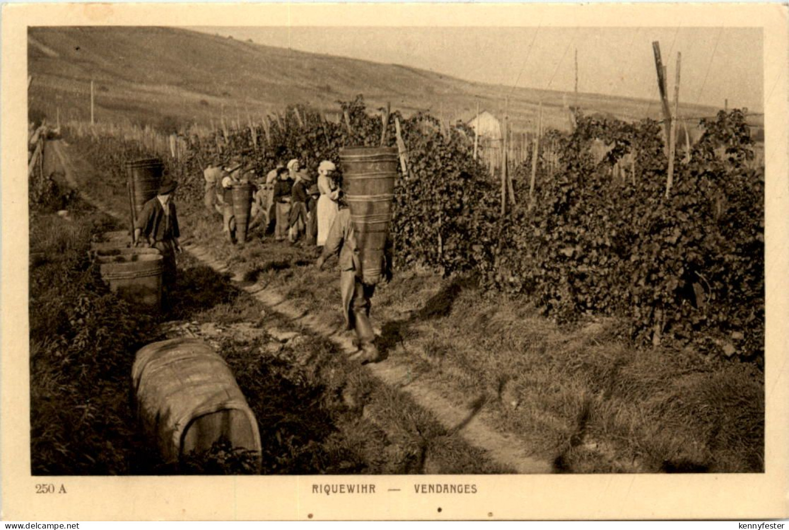 Riquewihr - Vendanges - Wein
